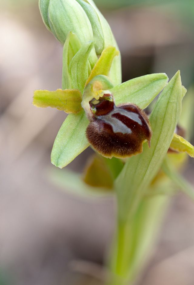 Ophrys della sezione Araniferae